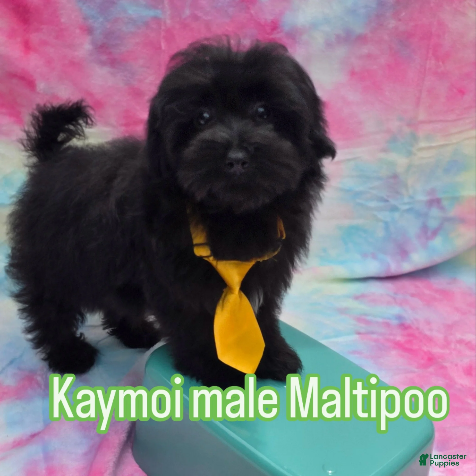 Maltipoo dogs Kaymoi  - Ad 1