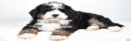 Mini Bernedoodle dogs for sale: Cooper - Ad 1
