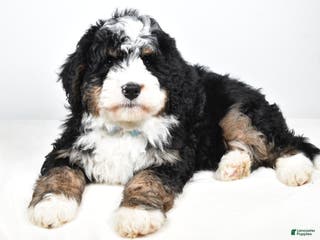 Mini Bernedoodle dogs Cooper - Ad 21