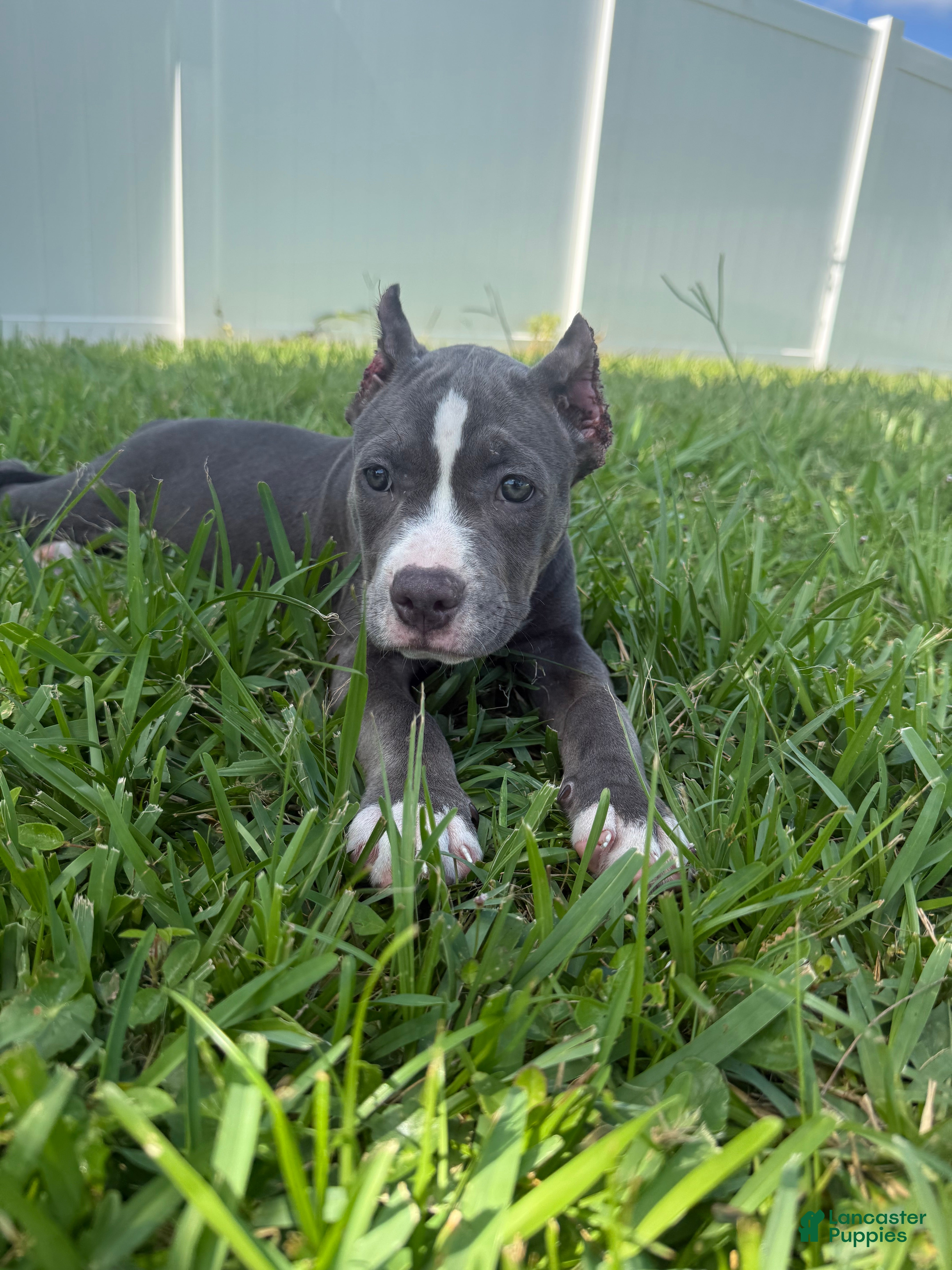 American Bully dogs Sadie - XL American Bully Puppy  - Ad 8