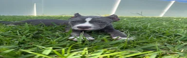 Sadie - XL American Bully Puppy 