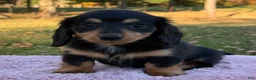 Miniature Dachshund dogs for sale: Emmy - Ad 7