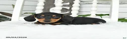 Dachshund dogs for sale: Tessa - Ad 3