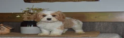 Cavapoo dogs for sale: Larry - Ad 3