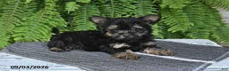 Yorkshire Terrier dogs for sale: Lenny - Ad 4