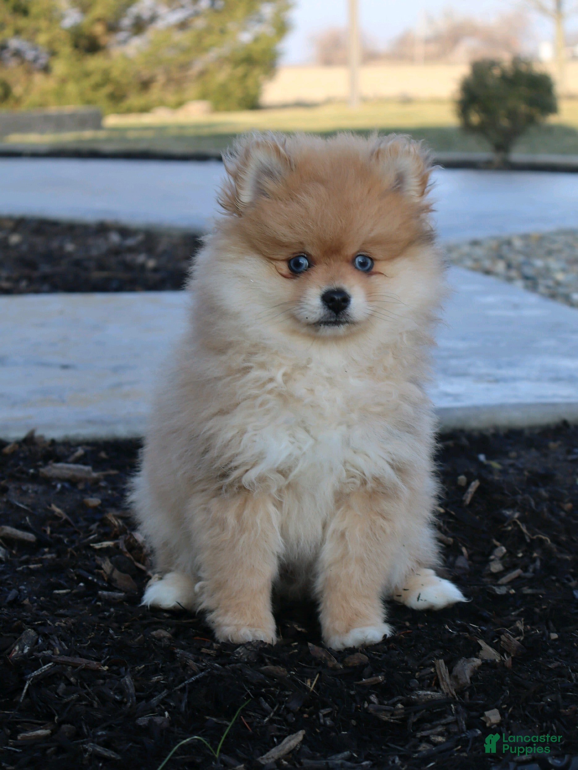 Pomeranian dogs Mandie - Ad 1