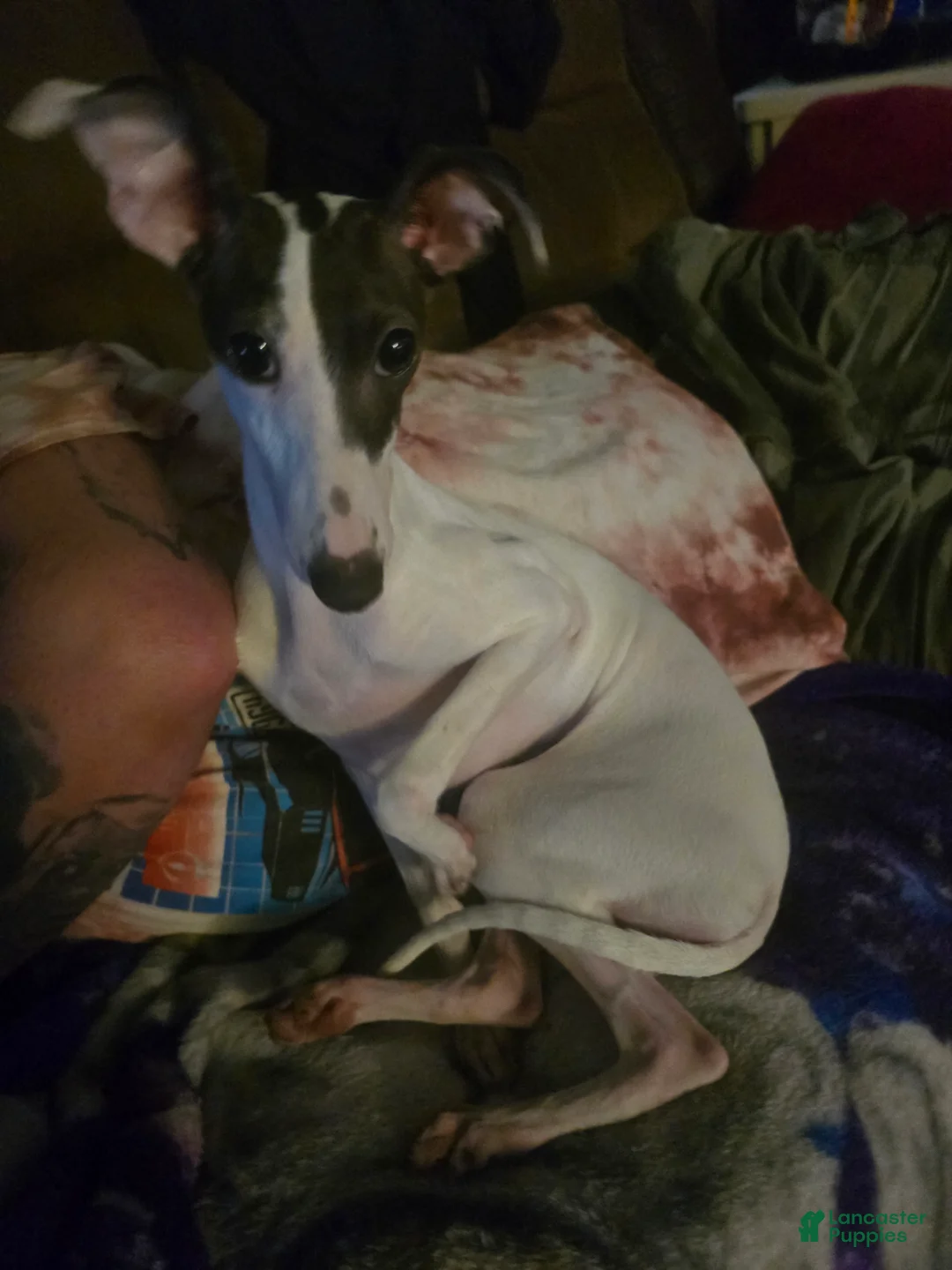 Italian Greyhound dogs for sale: Italian Greyhound Puppy 1 - Ad 3
