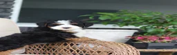 Mini Bernedoodle dogs for sale: Ellie - Ad 2