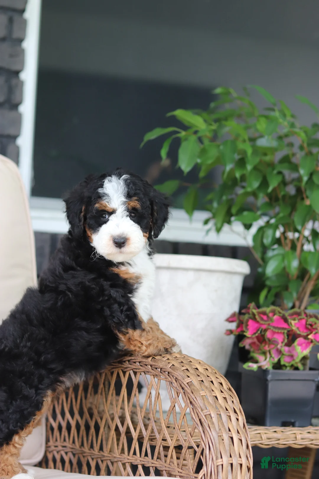 Mini Bernedoodle dogs for sale: Ellie - Ad 2