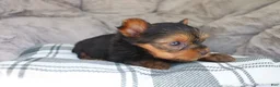 Yorkshire Terrier dogs for sale: Maddie - Ad 8