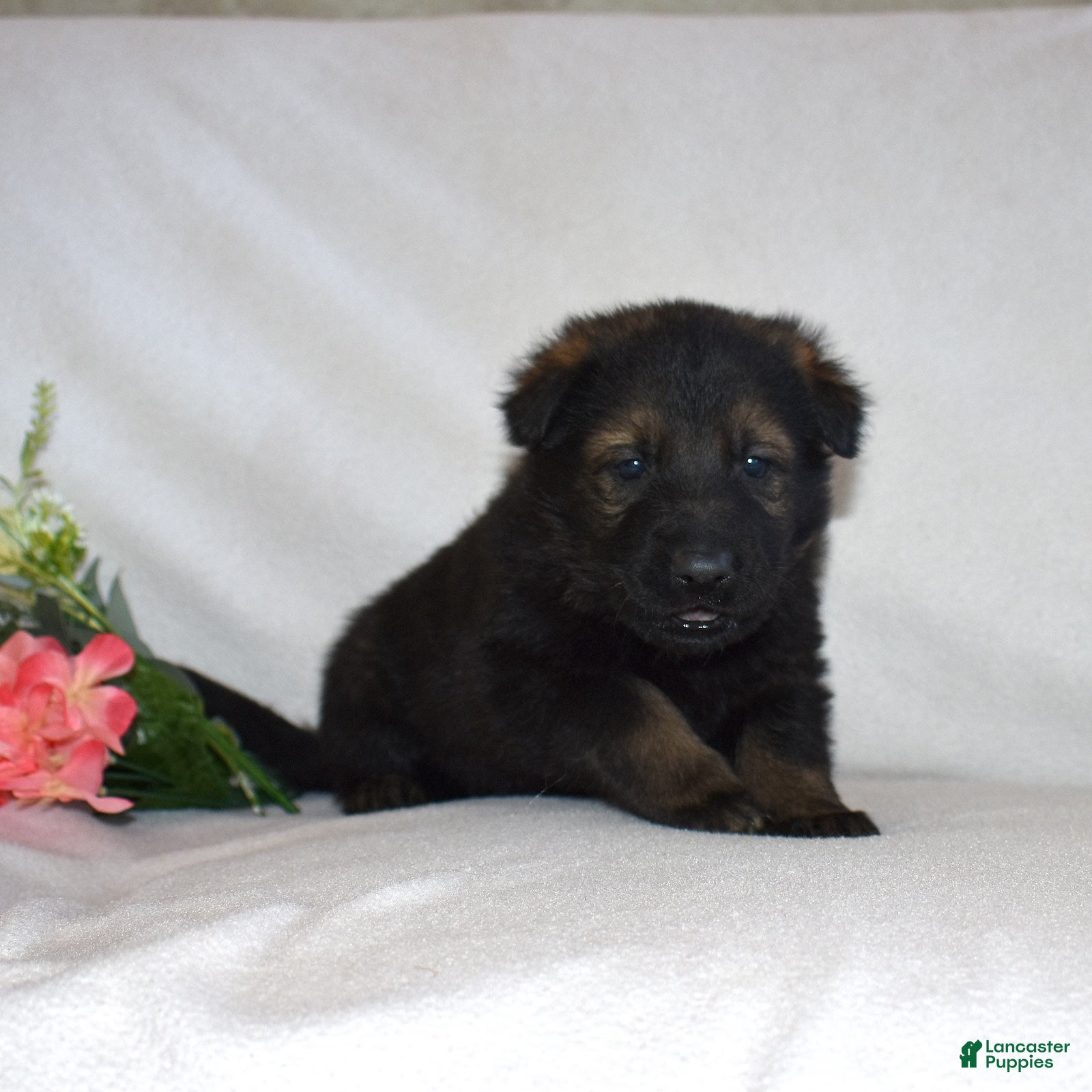 German Shepherd dogs Sheriff - Ad 2