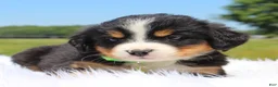 Bernese Mountain Dog dogs for sale: Ivy - Ad 1