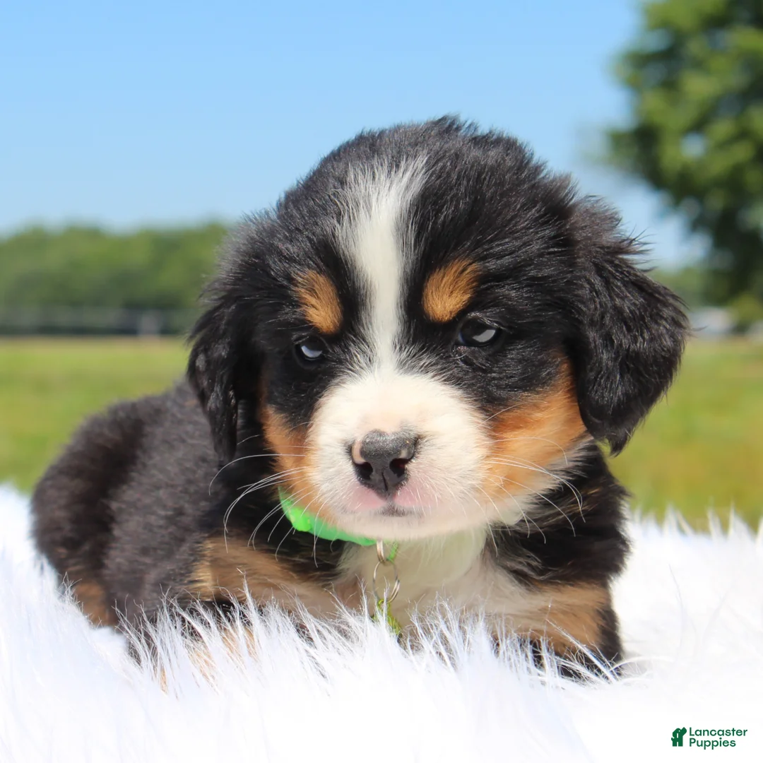 Bernese Mountain Dog dogs for sale: Ivy - Ad 1