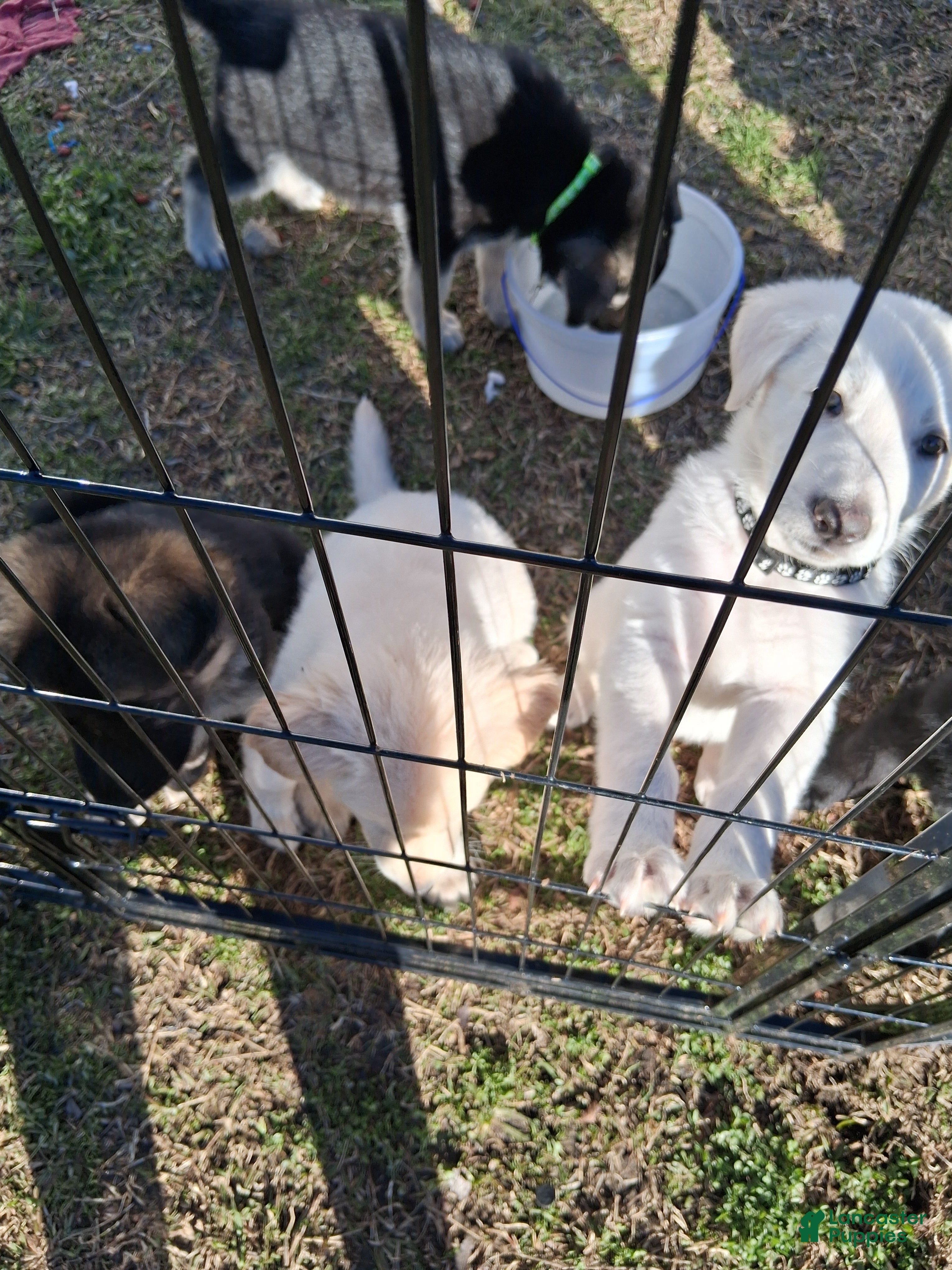 German Shepherd dogs Buddy - Ad 2