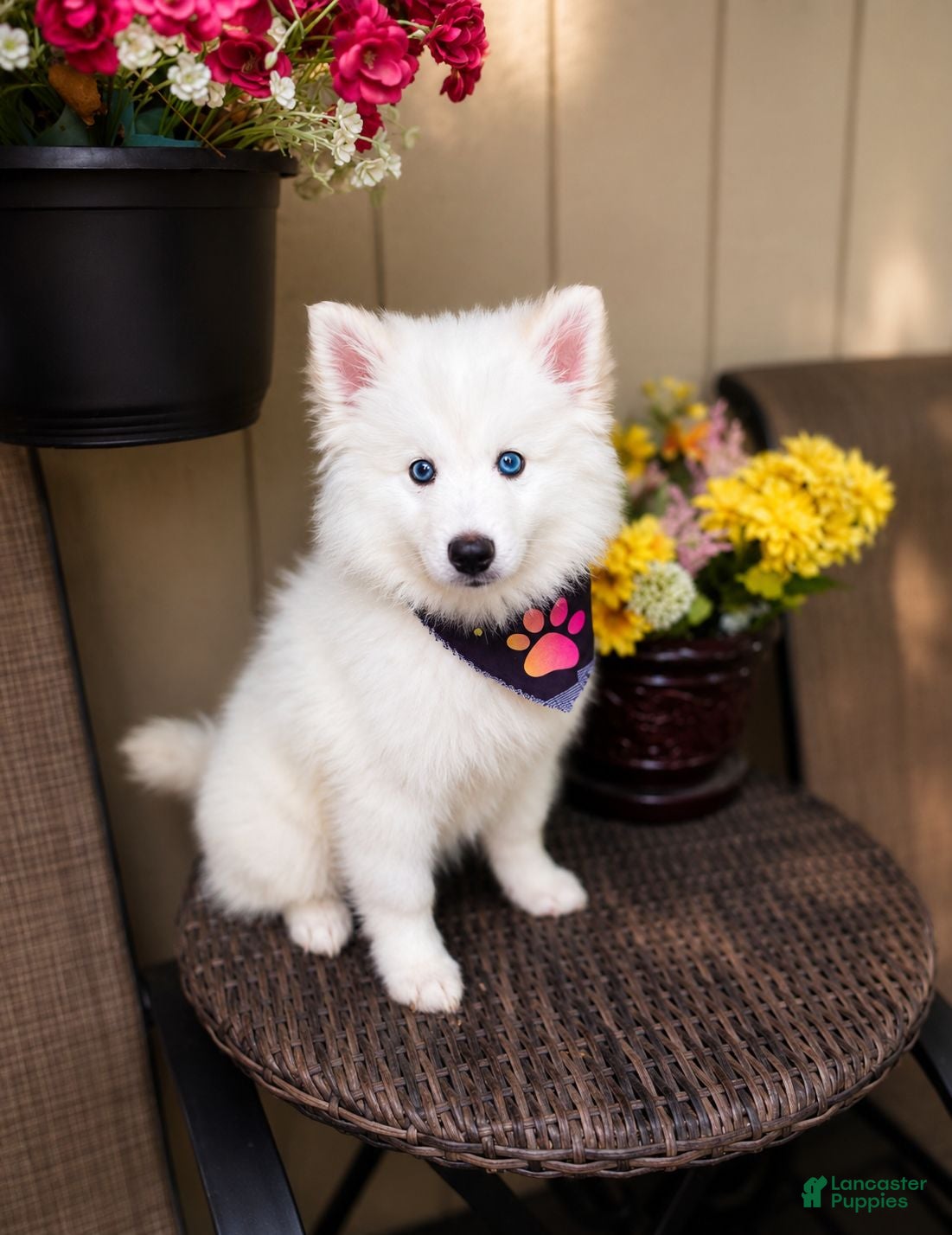 Pomsky dogs Apollo - Mini Male Pomsky → The Gentle Soul  - Ad 1