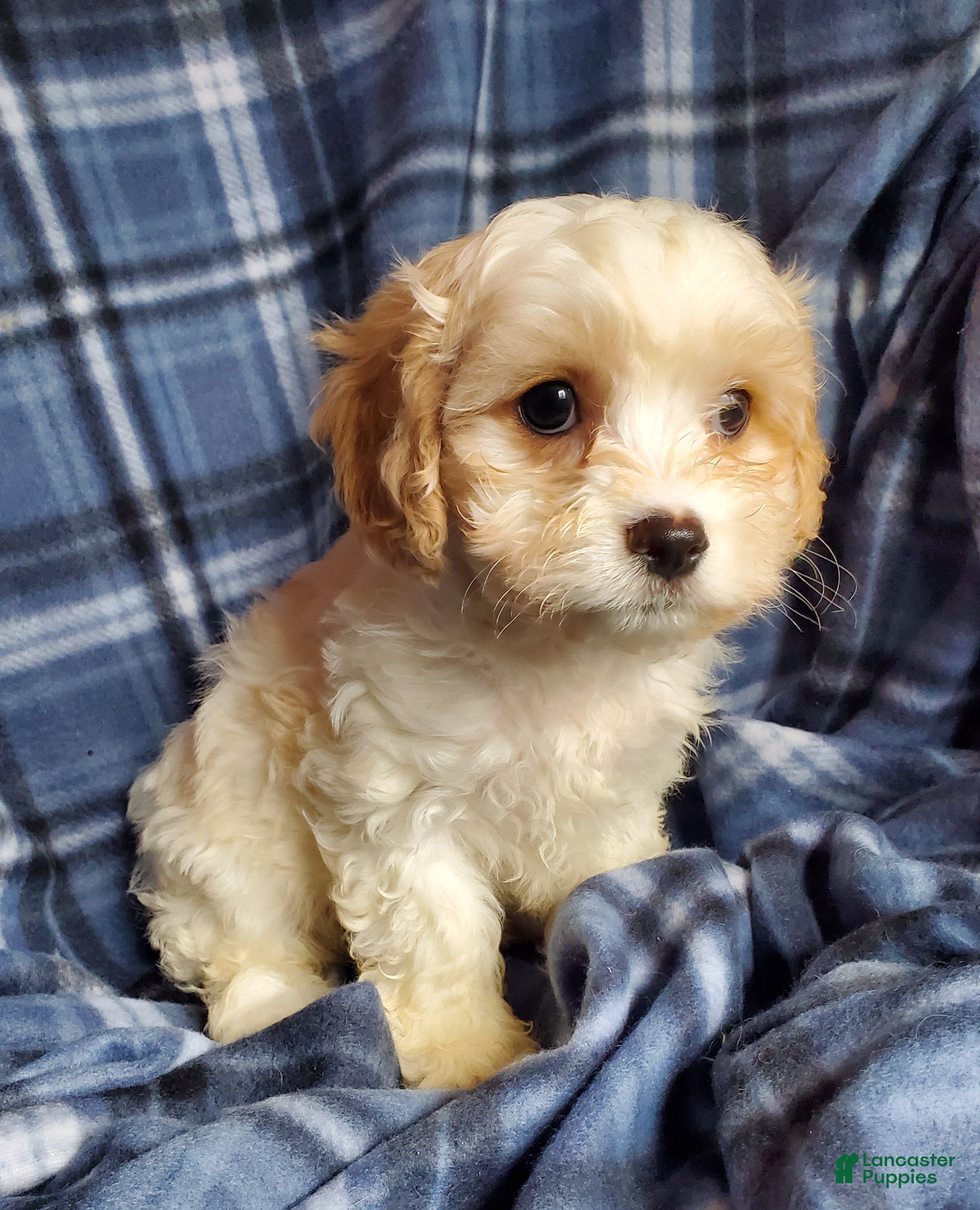 Cavachon dogs Nash - Ad 2