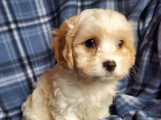 Cavachon dogs Nash - Ad 7