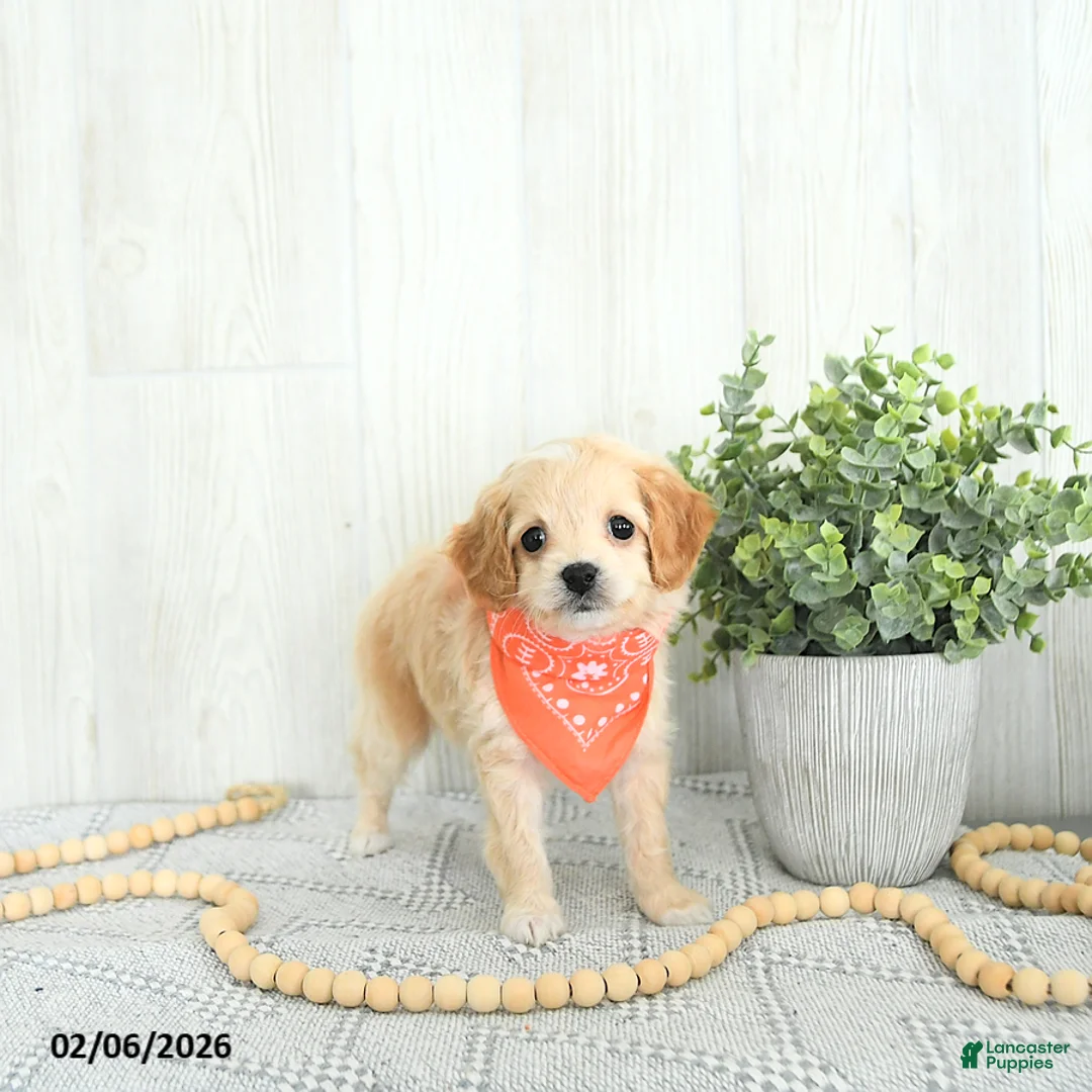 Cockapoo dogs for sale: Bandit EXTRA SMALL  - Ad 2