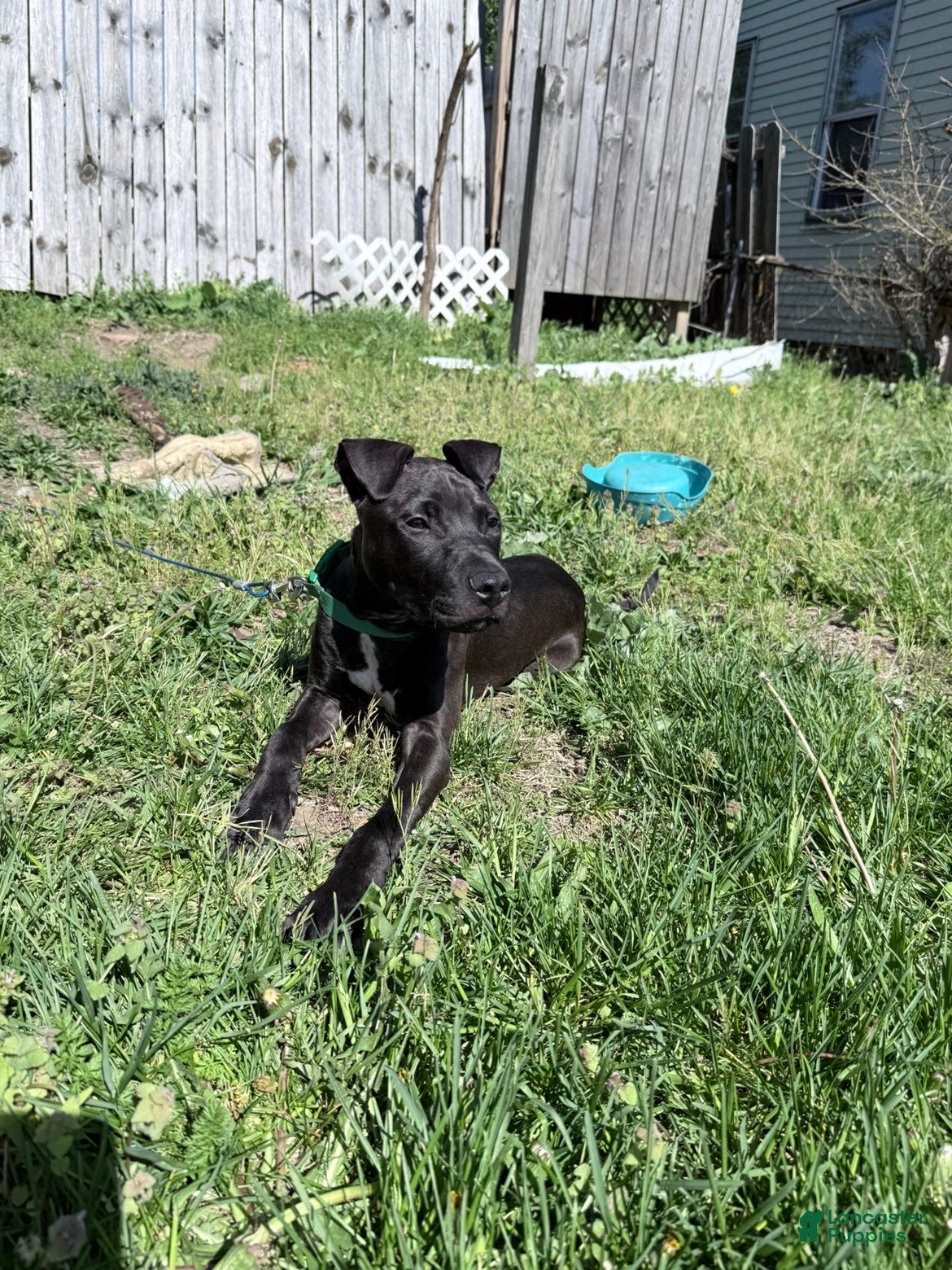 American Pit Bull Terrier dogs American Pit Bull Terrier Puppy 1 - Ad 4