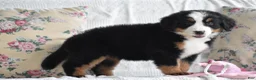 Bernese Mountain Dog dogs for sale: Clover - Ad 5