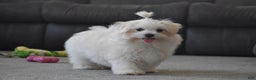 Maltese dogs for sale: Finley - Ad 15