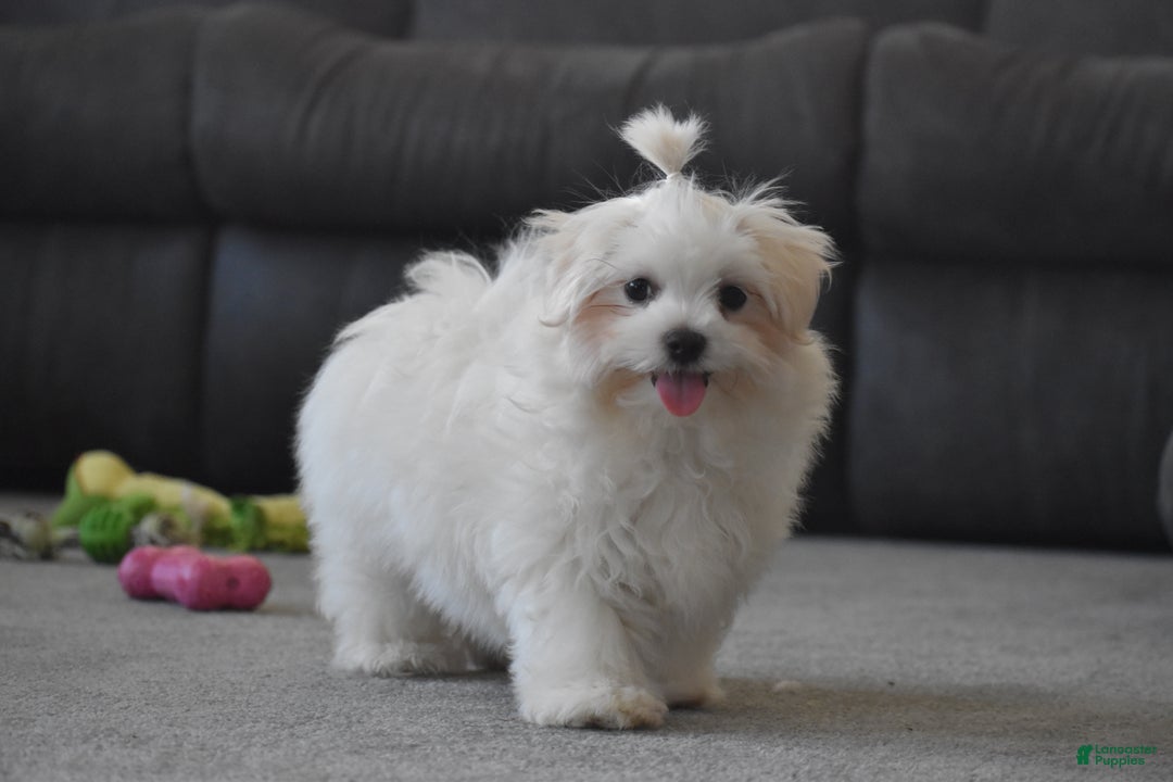 Maltese dogs for sale: Finley - Ad 15