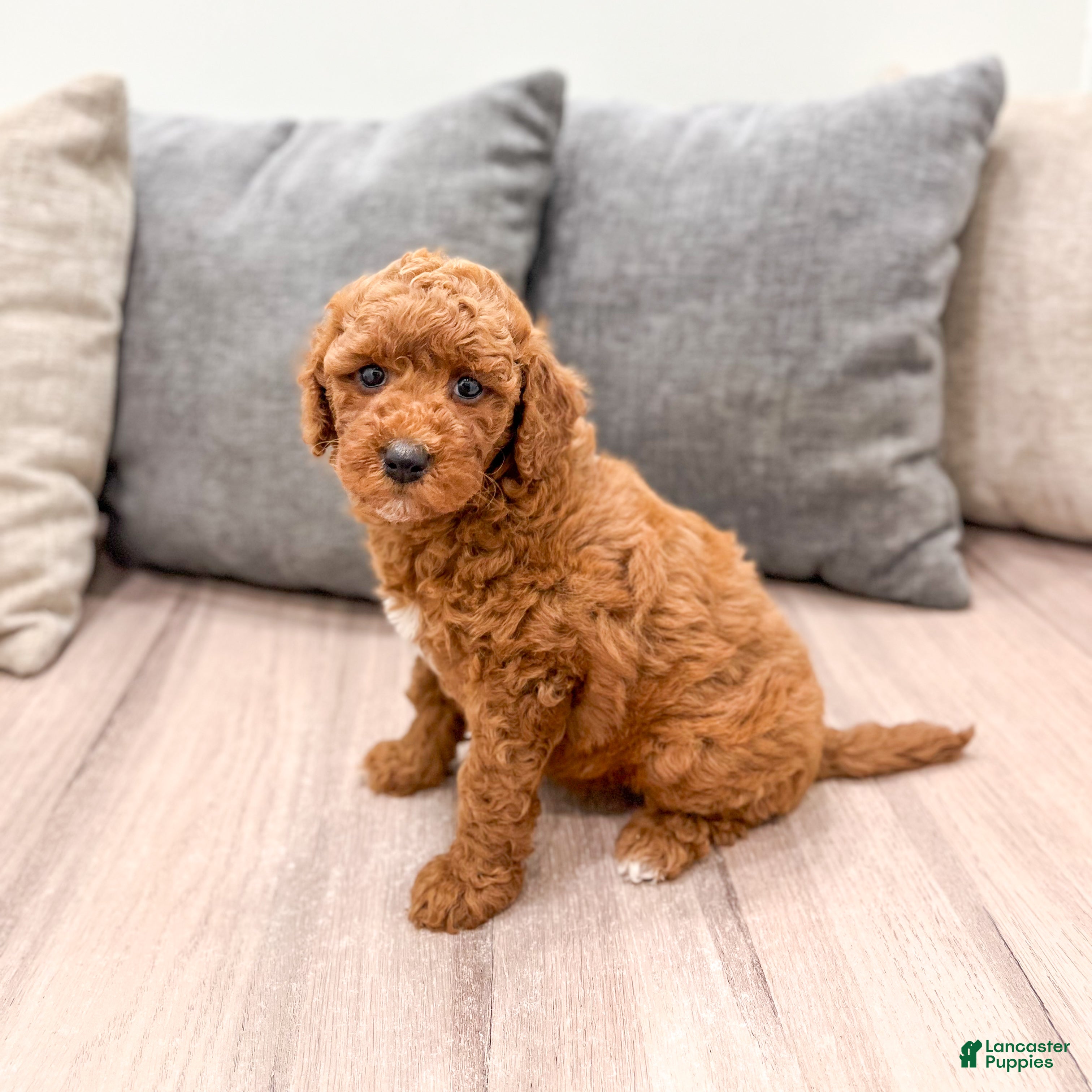 Mini Goldendoodle dogs Angel - Ad 1