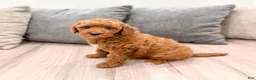 Mini Goldendoodle dogs for sale: Angel - Ad 1