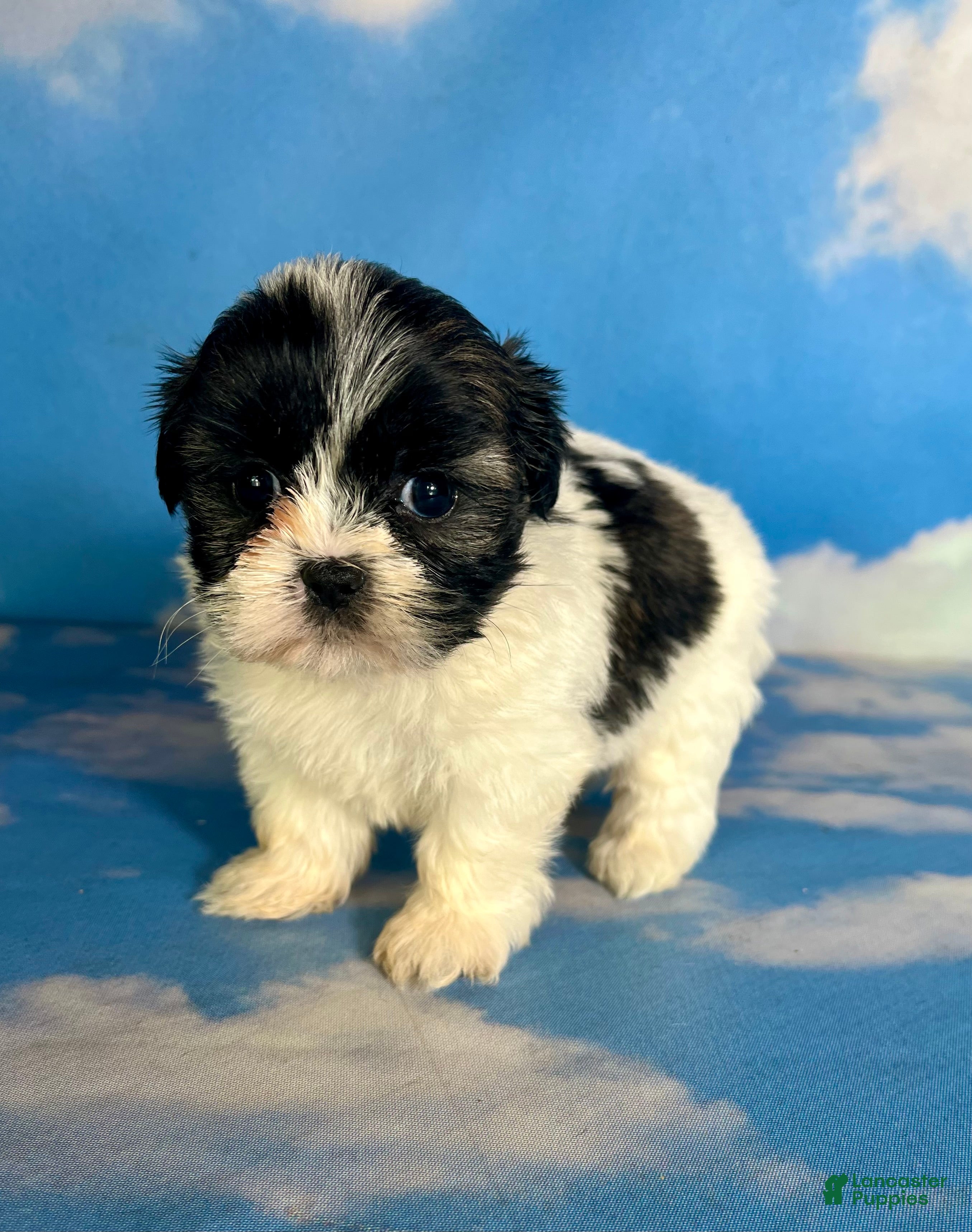 Teddy Bear dogs Ruby - Ad 2