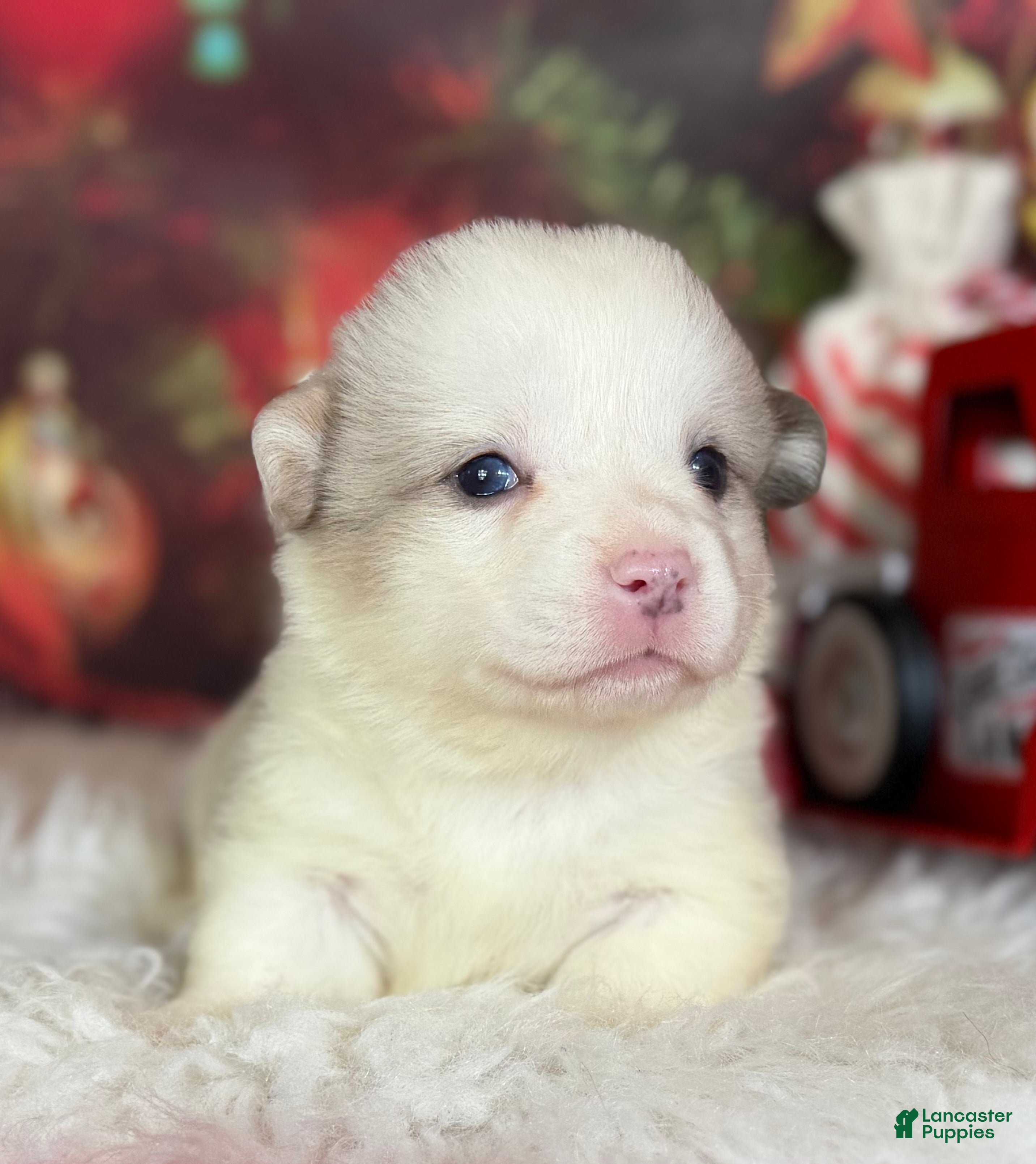 Welsh Corgi Pembroke dogs ACA Frost DNA clear bobtail Bluie Fluffy Carrier  - Ad 3