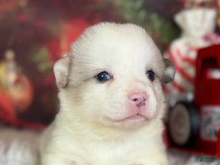 Welsh Corgi Pembroke dogs ACA Frost DNA clear bobtail Bluie Fluffy Carrier - Ad 32