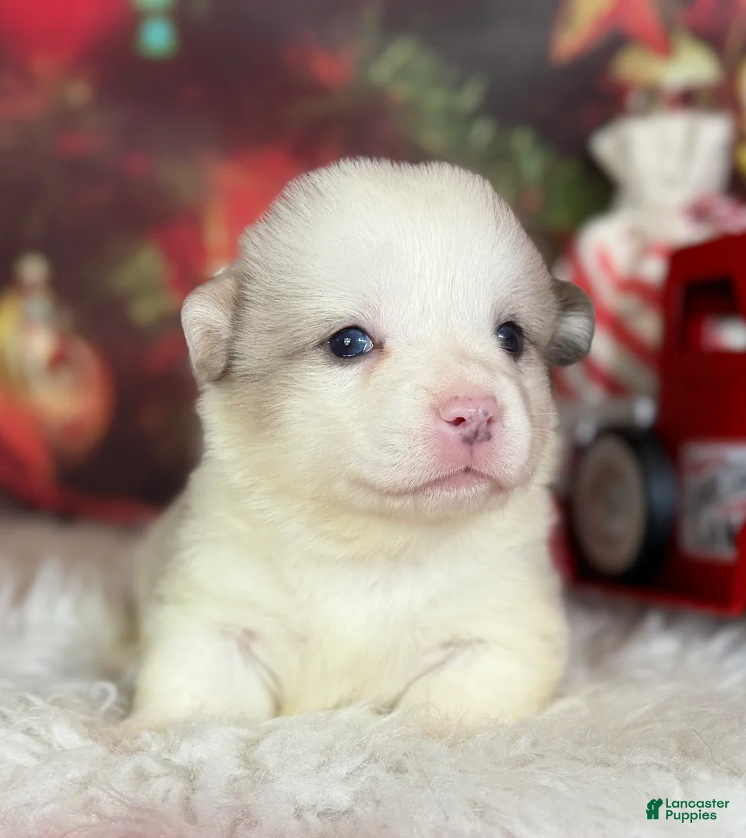 Welsh Corgi Pembroke dogs for sale: ACA Frost DNA clear bobtail Bluie Fluffy Carrier  - Ad 1