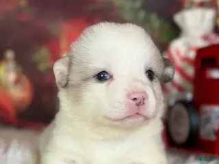 Welsh Corgi Pembroke dogs ACA Frost DNA clear bobtail Bluie Fluffy Carrier - Ad 39