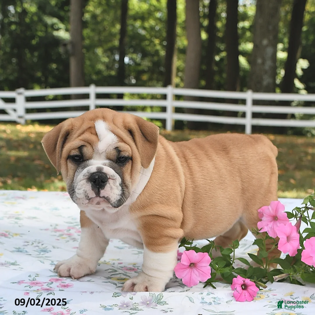 Mixed Breed dogs for sale: Bruce - Ad 9