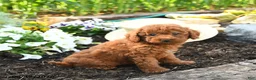 Miniature Poodle dogs for sale: Claire - Ad 3
