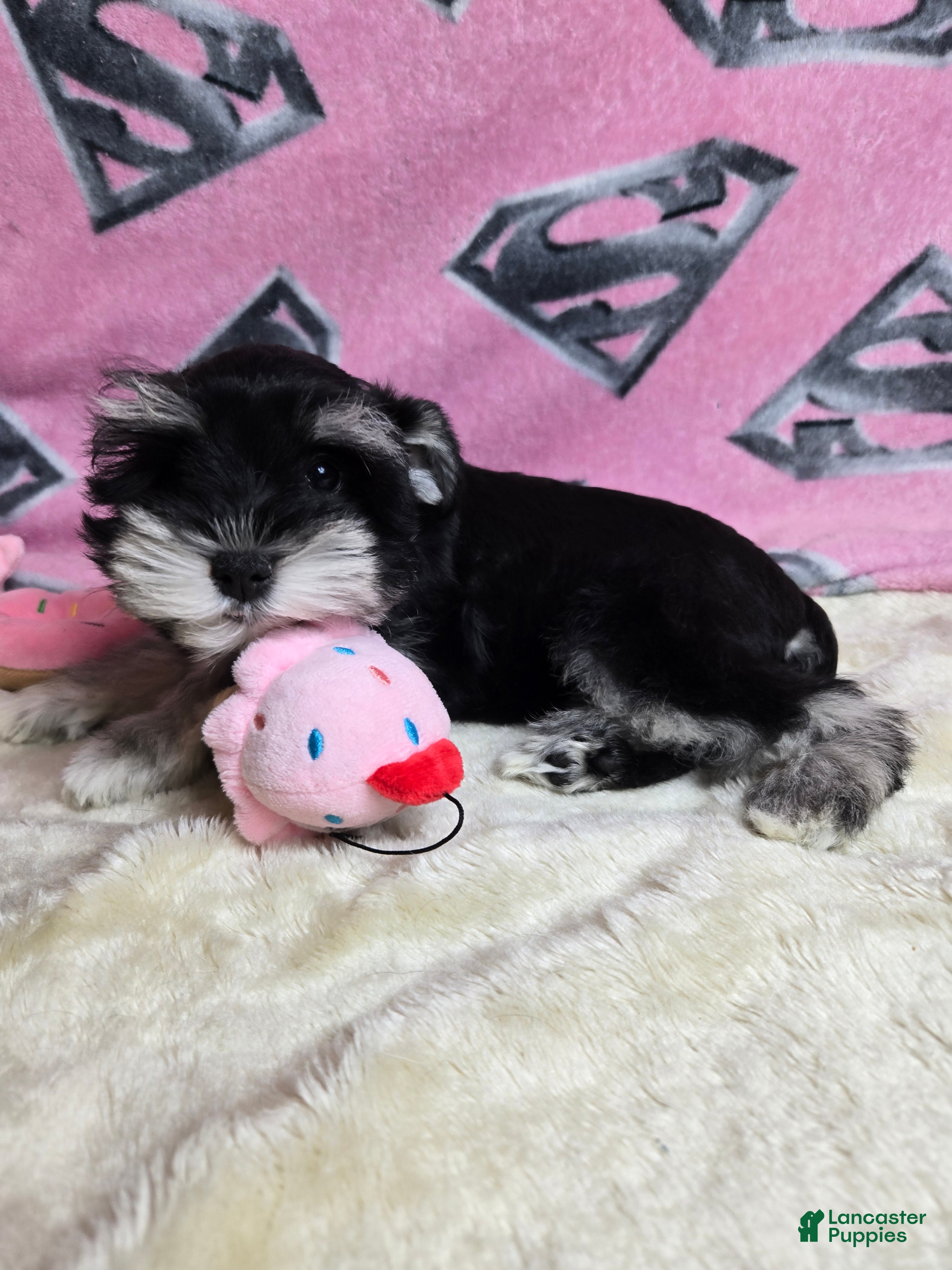 Miniature Schnauzer dogs Holly - Ad 23