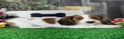 Dachshund dogs for sale: Duke - Ad 4