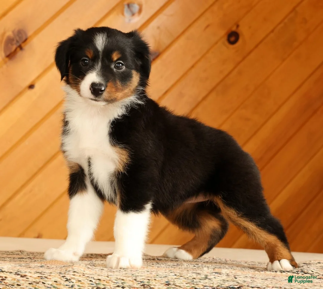 Australian Shepherd dogs for sale: Betsy - Ad 1