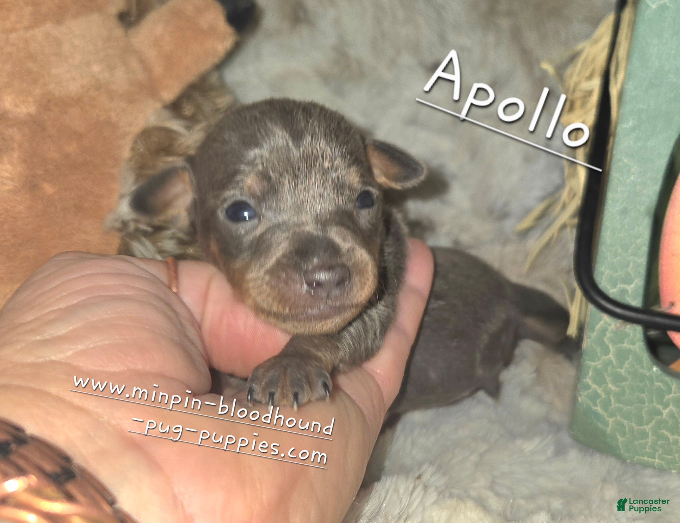 Miniature Pinscher dogs Apallo - Ad 6