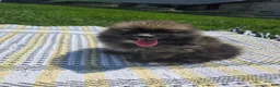 Pomeranian dogs for sale: Rocket - Ad 2