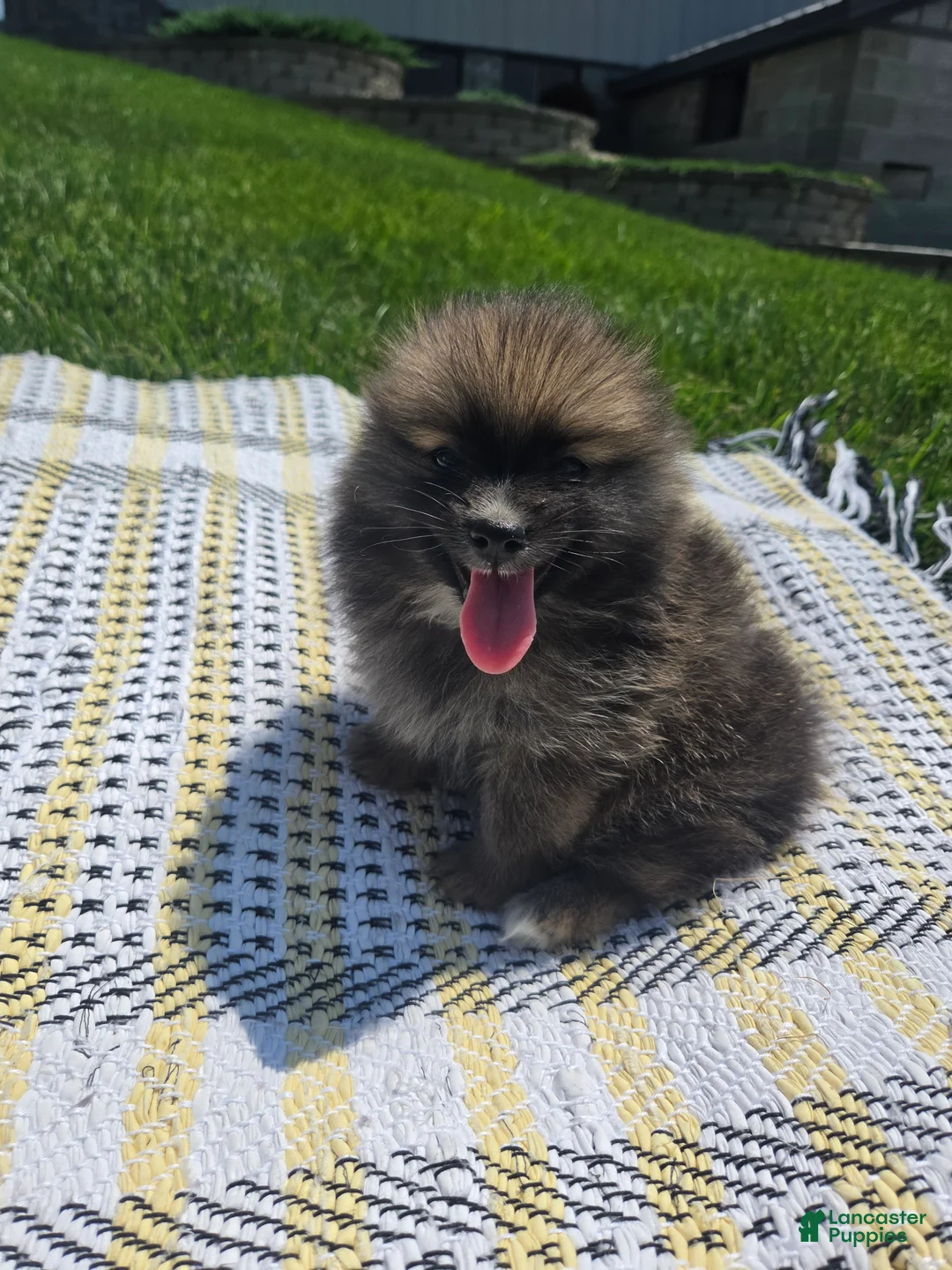 Pomeranian dogs for sale: Rocket - Ad 2
