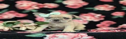 French Bulldog dogs for sale: Reba - Ad 1