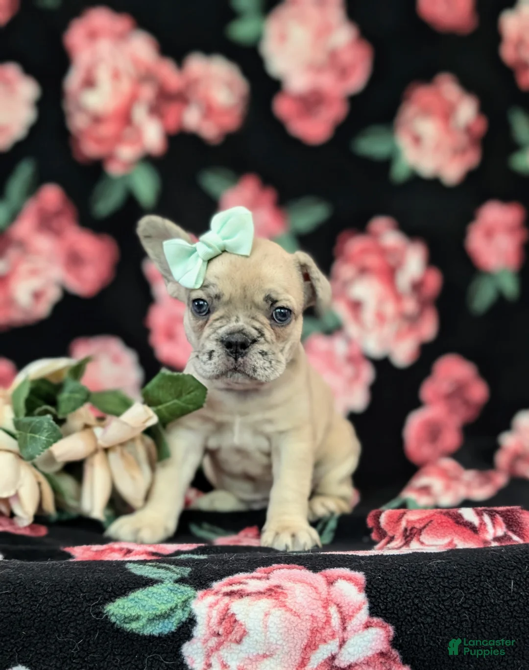French Bulldog dogs for sale: Reba - Ad 1