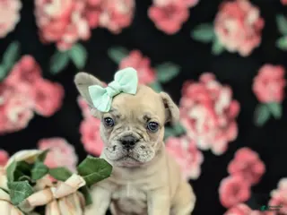 French Bulldog dogs for sale: Reba - Ad 1
