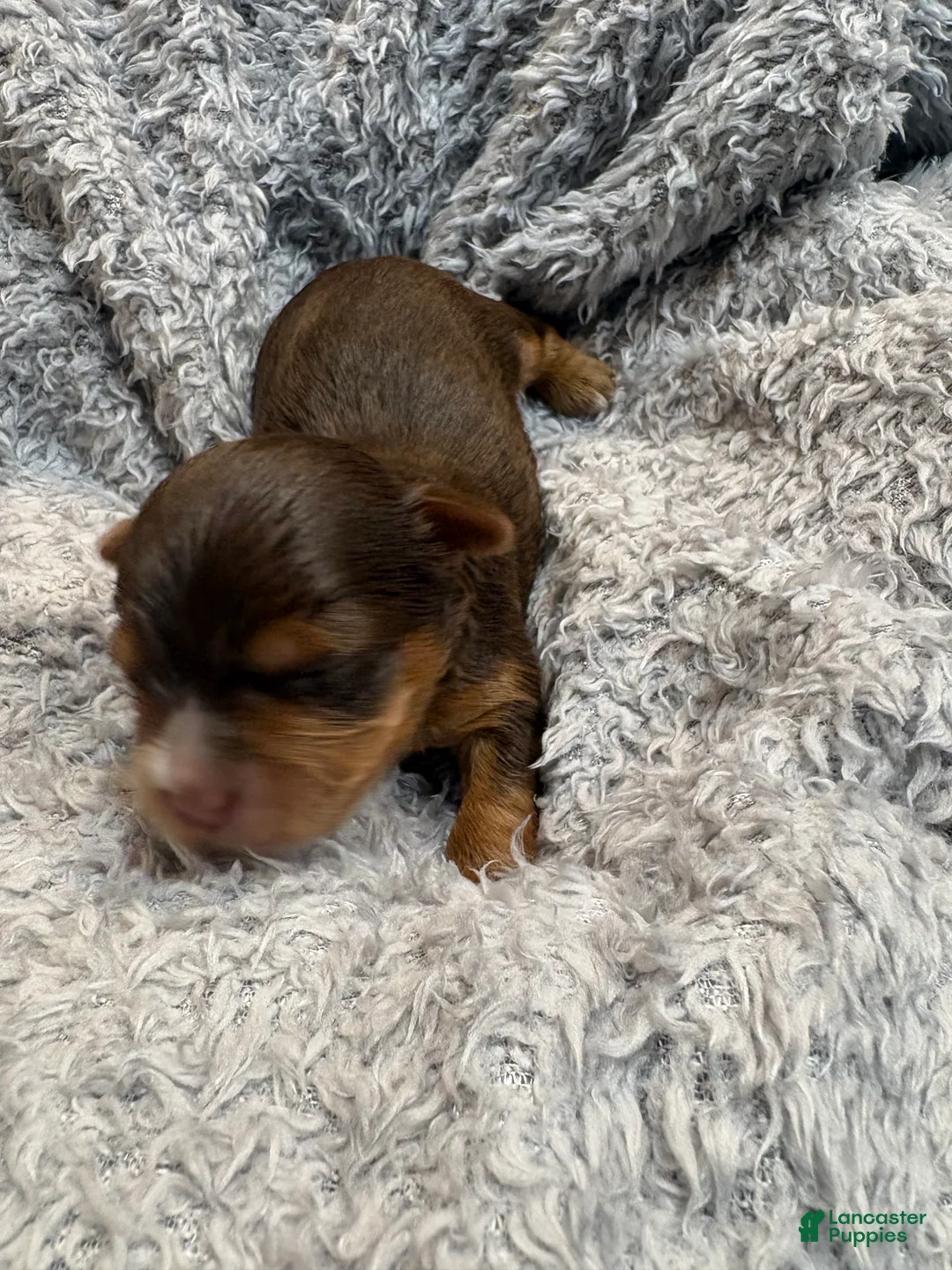 Yorkshire Terrier dogs for sale: Ash - Ad 2
