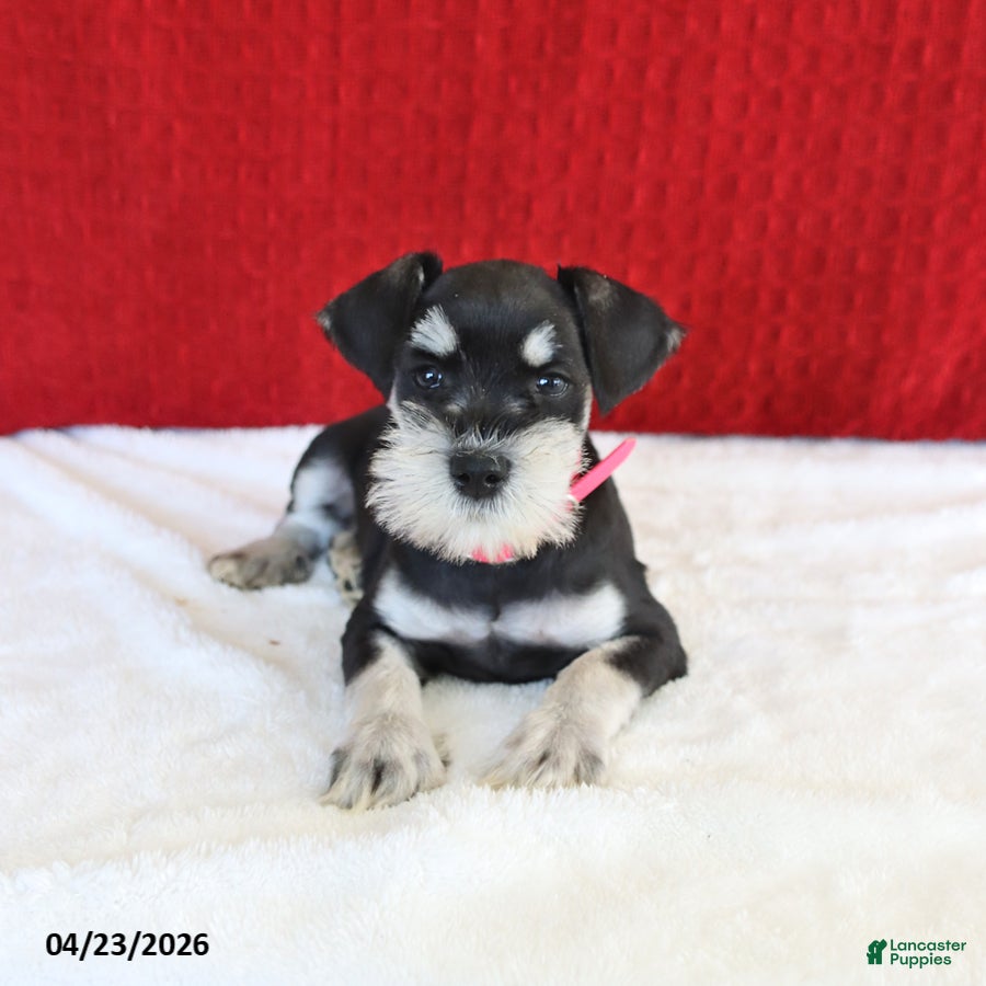 Miniature Schnauzer dogs Jewel - Ad 2