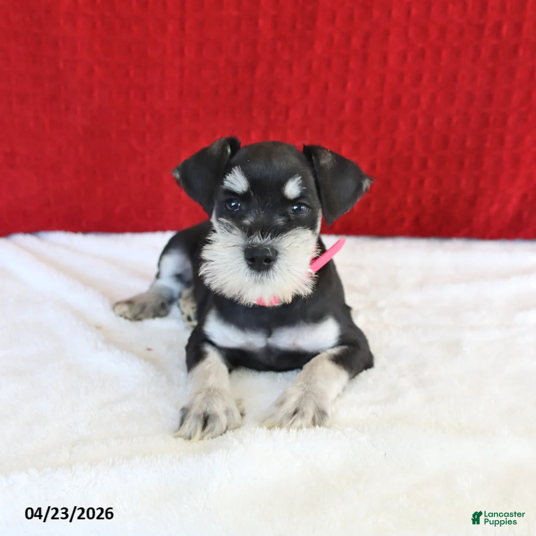 Miniature Schnauzer dogs for sale: Jewel - Ad 2