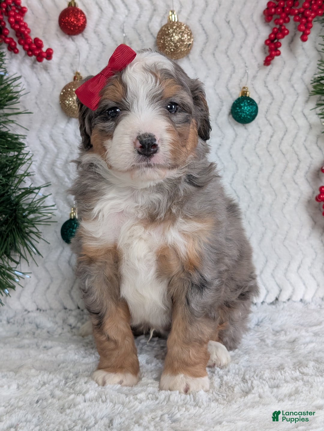 Mini Bernedoodle dogs for sale: Mini Bodie - Ad 5