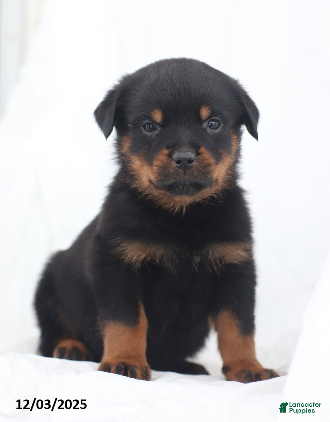 Rottweiler dogs for sale: Harley - Ad 1