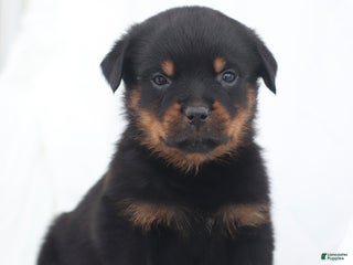 Rottweiler dogs Harley - Ad 31